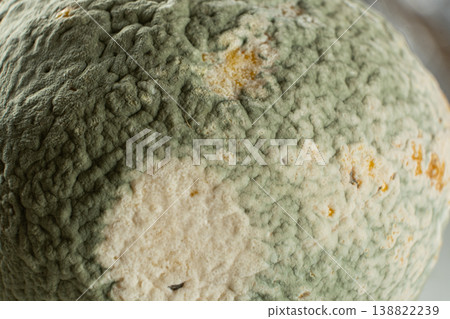 Close-up of green mold growing on a rotten fruit lemon. 138822239