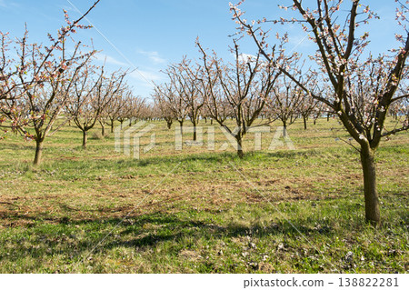 Apricot orchard after spring blossom Apricot orchard after spring blossom 138822281