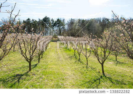 Rows of blossoming apricot trees in springtime. Rows of blossoming apricot trees in springtime. 138822282