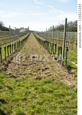 Young vineyards in spring in the beautiful valleys of Austria. Young vineyards in spring in the beautiful valleys of Austria. 138822283