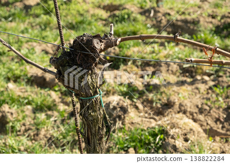 Pruned grapevine branch tied to a metal wire in spring. 138822284