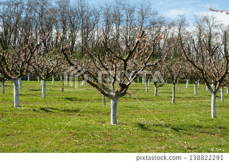Rows of fruit trees in garden with spent apricot flowers Rows of fruit trees in garden with spent apricot flowers 138822291