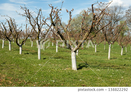 Grassy farm orchard with whitewashed tree bases for protection Grassy farm orchard with whitewashed tree bases for protection 138822292
