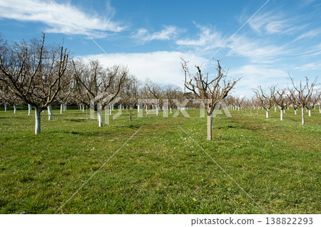Rows of fruit trees in garden with spent apricot flowers Rows of fruit trees in garden with spent apricot flowers 138822293