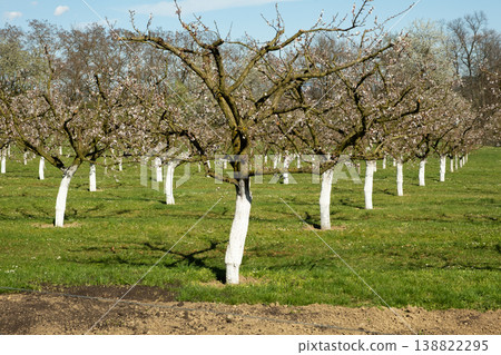 Apricot tree branch after blooming in spring orchard Apricot tree branch after blooming in spring orchard 138822295