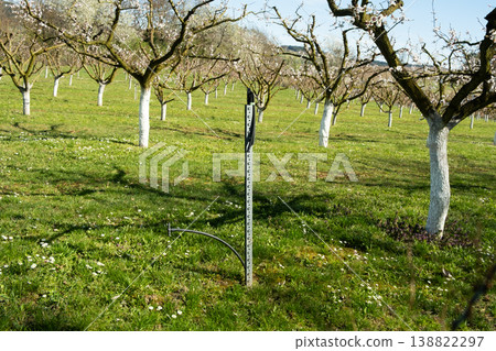 Apricot orchard after blossom with automatic irrigation system 138822297