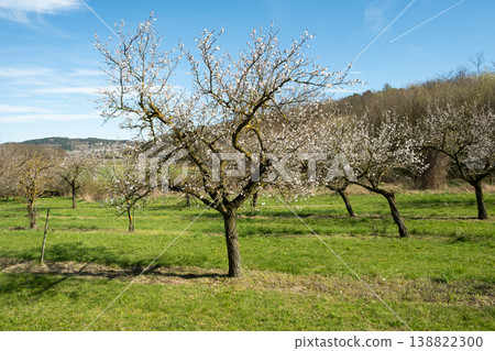 Apricot tree branch after blooming in spring orchard 138822300