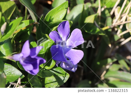 Purple periwinkle flowers blooming in the spring garden Purple periwinkle flowers blooming in the spring garden 138822315