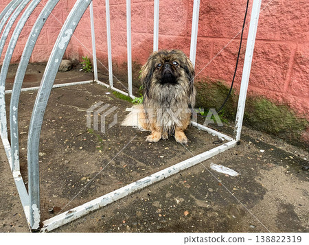 A dog on a leash sits under a metal structure in a parking lot on a cloudy day after rain, waiting for its owner to return A dog on a leash sits under a metal structure in a parking lot on a cloudy day after rain, waiting for its owner to return 138822319