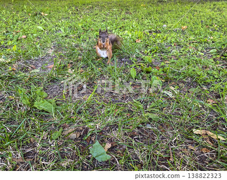 Squirrel foraging on the grass in a park during the late afternoon hours 138822323
