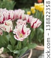Tulip 138822358