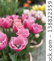 Tulip Festival 138822359