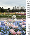 Tulips, Nemophila, and my dog 138822360