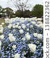 Tulips and Nemophila 138822362