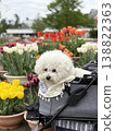 pet dog and flowers 138822363