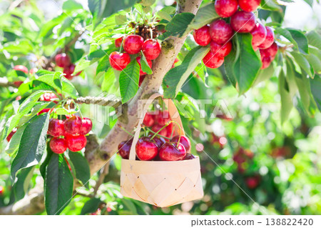 still life of cherries in wicker basket in garden still life of cherries in wicker basket in garden 138822420