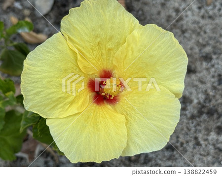 Yellow hibiscus in southern country 138822459