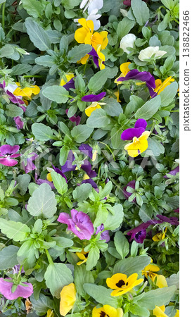 Abundance of colorful pansy flowers with green leaves in a vibrant spring garden floral background 138822466