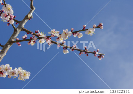 Apricot flower on nature background Apricot flower on nature background 138822551
