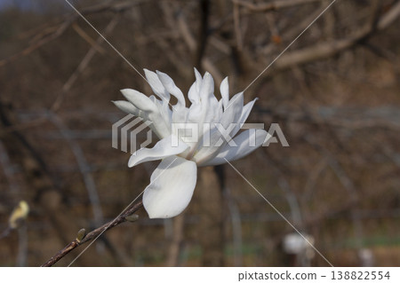 A blooming white magnolia flower A blooming white magnolia flower 138822554