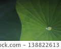 荷葉 138822613