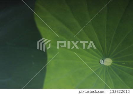 荷葉 荷葉 138822613