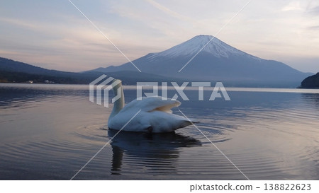 The back view of a swan gazing at Mount Fuji across a lake, and the breathtaking scenery of Japan. The back view of a swan gazing at Mount Fuji across a lake, and the breathtaking scenery of Japan. 138822623