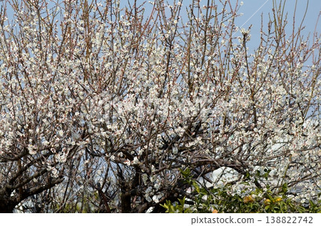 white plum blossom 138822742