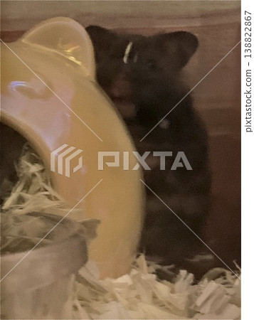 一顆微笑的炸彈——一隻微笑的倉鼠 138822867