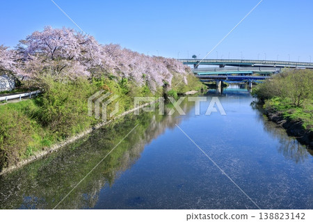 Cherry blossom trees along the Gojo River in Kiyosu City Cherry blossom trees along the Gojo River in Kiyosu City 138823142