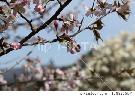 粉紅色的櫻花開始盛開了。 粉紅色的櫻花開始盛開了。 138823597