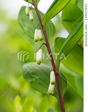 Polygonatum odoratum blooms with tubular white flowers in early summer. Polygonatum odoratum blooms with tubular white flowers in early summer. 138823685