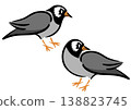 Two starlings. Bird illustration. Isometric drawing. 138823745