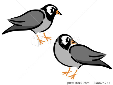 兩隻椋鳥。鳥類插圖。等距圖。 138823745