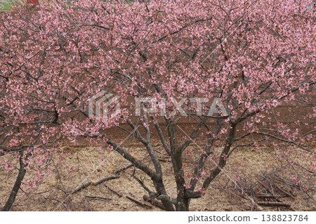 Kannami Cherry Blossoms, Kannami, Izu, Kawazu Cherry Blossoms 138823784