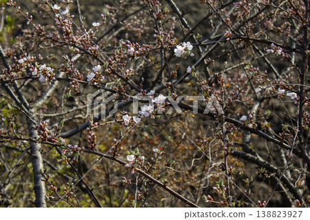 Pink cherry blossom(Cherry blossom, korean cherry) on the Nanking cherry tree. Pink cherry blossom(Cherry blossom, korean cherry) on the Nanking cherry tree. 138823927