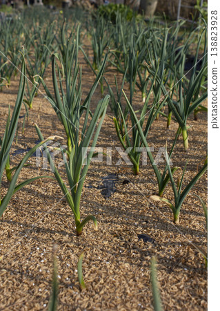 It is a garlic seedling planted in the field. It is a garlic seedling planted in the field. 138823928