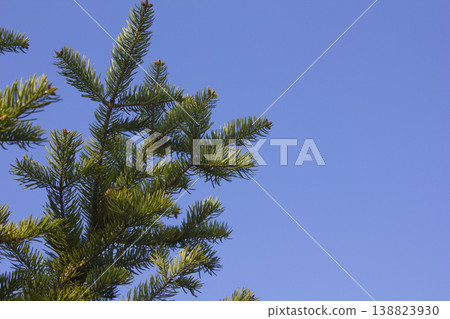 fir tree close up. Green branches of fir tree . 138823930