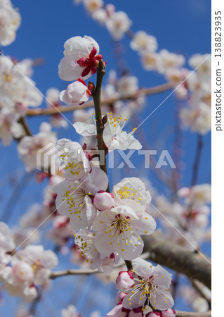 Apricot flower on nature background Apricot flower on nature background 138823935