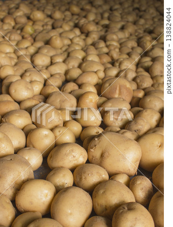 Fresh potatoes on the farm. Fresh potatoes on the farm. 138824044