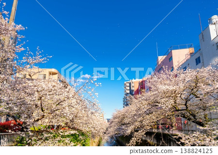 東京市中心神田川沿岸一排盛開的櫻花樹,以及周圍的城市景觀。 東京市中心神田川沿岸一排盛開的櫻花樹,以及周圍的城市景觀。 138824125