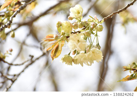 Yellowish cherry blossoms, turmeric 138824262