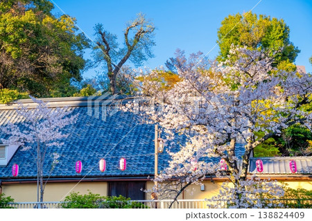 A row of cherry trees in full bloom along the Kanda River in central Tokyo, and the surrounding cityscape. 138824409
