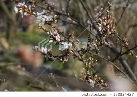 Pink cherry blossom(Cherry blossom, korean cherry) on the Nanking cherry tree. Pink cherry blossom(Cherry blossom, korean cherry) on the Nanking cherry tree. 138824427