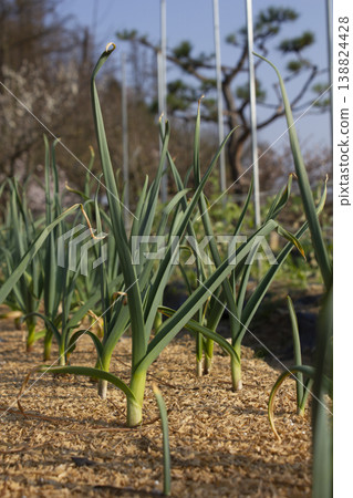 It is a garlic seedling planted in the field. 138824428
