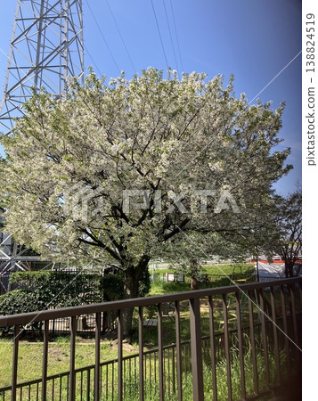 Cherry Blossoms Cherry Blossoms 138824519