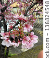 櫻桃樹 138824548