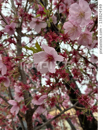 Cherry Blossoms Cherry Blossoms 138824549