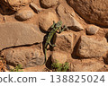 Common chameleon climbing on a stone wall in Israel, showing natural camouflage and texture 138825024