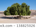 Large Green Tree Providing Shade in Desert Picnic Area 138825026